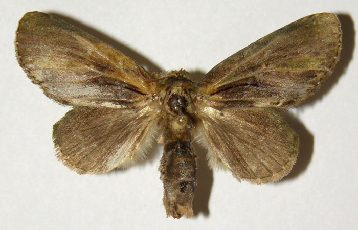 Figura 19. Adulto <i>Cecrita lama</i></i> (Notodontidae), posición vista dorsal (Hembra). (01-SRNP-22758-DHJ302586).