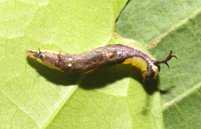 Figura 1. Dorsal entero <i>Cecrita lama</i></i> (Notodontidae). Sector Pitilla, Pasmompa, (elevación 440 metros). Colectada 21 abril 2017. (17-SRNP-71294-DHJ737831.jpg).