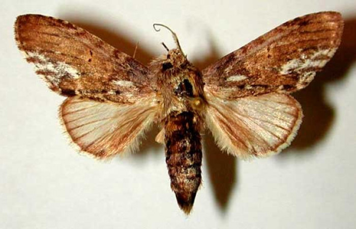 Figura 20. Adulto <i>Cecrita macarisma</i></i> (Notodontidae), posición vista dorsal (Macho). (95-SRNP-9046-DHJ32322).