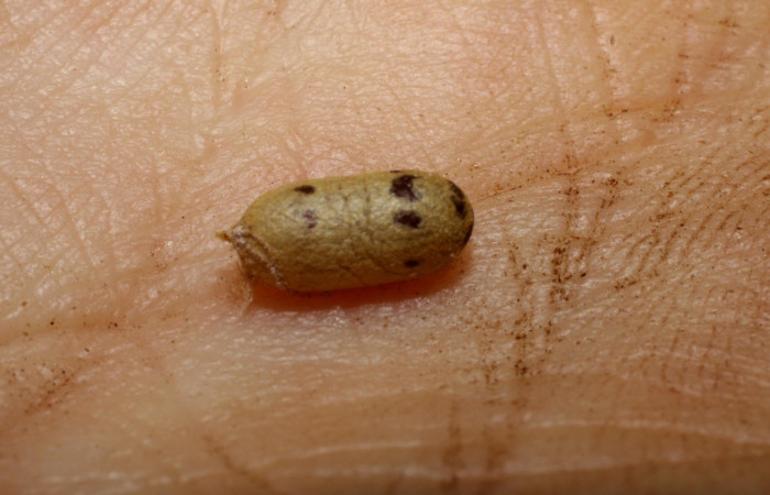 Figura 21. Larva Parasitada Cecrita macarisma, (Notodontidae), parasitada por Casinaria CAS-800 de la familia Ichneumonidae, (09-SRNP-15036-DHJ469907.jpg). 

