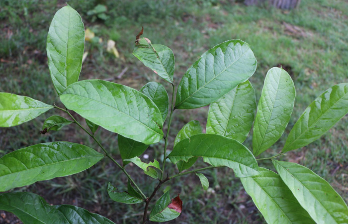 Figura 23. Planta hospedera de larva <i>Cecrita macarisma</i></i> (Notodontidae), <i>Trophis racemosa</i></i>, (Moraceae), posición hojas, Anabelle Córdoba, 28 Mayo 2021.