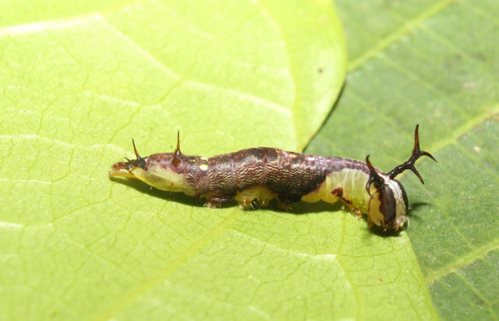 Figura 2. Lateral entero <i>Cecrita lama</i></i> (Notodontidae). Sector Pitilla, Pasmompa, (elevación 440 metros). Colectada 21 abril 2017. (17-SRNP-71294-DHJ737830.jpg).