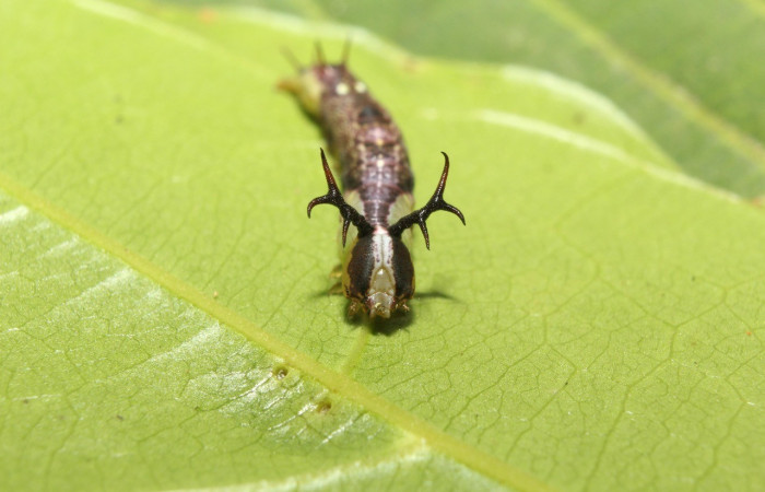 Figura 3. Cabeza <i>Cecrita lama</i></i> (Notodontidae). Sector Pitilla, Pasmompa, (elevación 440 metros). Colectada 21 abril 2017. (17-SRNP-71294-DHJ737827.jpg).