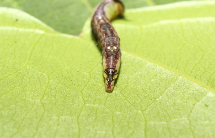 Figura 4. Parte posterior <i>Cecrita lama</i></i> (Notodontidae). Sector Pitilla, Pasmompa, (elevación 440 metros). Colectada 21 abril 2017. (17-SRNP-71294-DHJ737829.jpg).