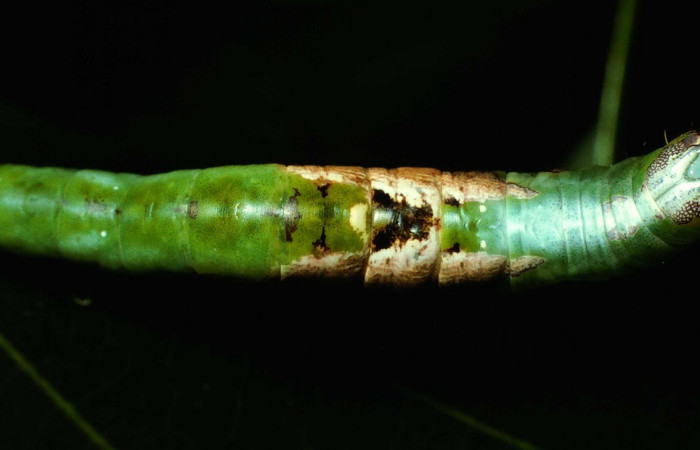 Figura 5. Dorsal entero <i>Cecrita lama</i></i> (Notodontidae). Sector San Cristóbal, Quebrada Cementerio, (elevación 700 metros). Colectada 1 noviembre 2002. (02-SRNP-130-DHJ64221.jpg).