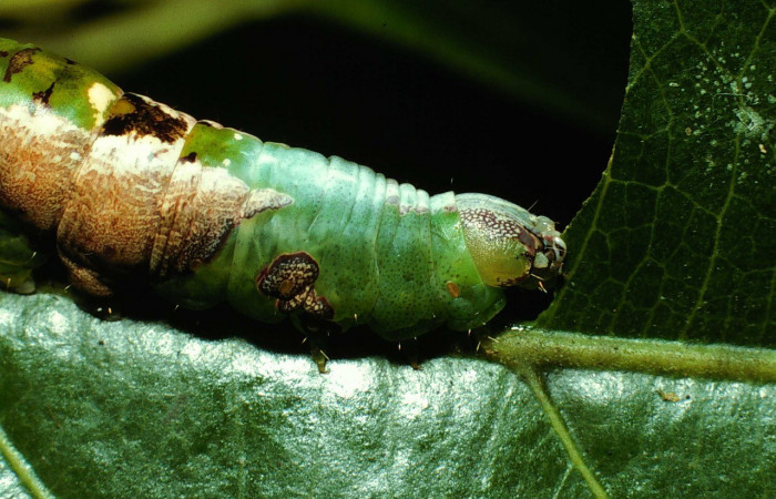 Figura 7. Lateral tórax <i>Cecrita lama</i></i> (Notodontidae). Sector San Cristóbal, Quebrada Cementerio, (elevación 700 metros). Colectada 1 noviembre 2002. (02-SRNP-130-DHJ64228.jpg).