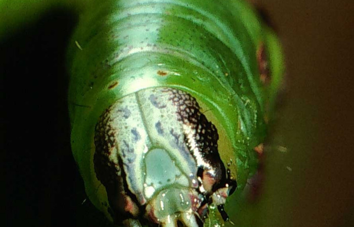 Figura 8. frontal <i>Cecrita lama</i></i> (Notodontidae). Sector San Cristóbal, Potrero Argentina, (elevación 520 metros). Colectada 20 junio 2001. (01-SRNP-2230-DHJ58027.jpg).