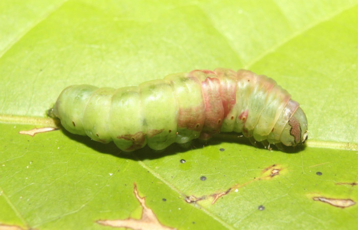 Figura 9. Prepupa <i>Cecrita lama</i></i> (Notodontidae). Sector Pitilla, Pasmompa, (elevación 440 metros). Colectada 21 abril 2017. (17-SRNP-71294-DHJ737837.jpg).
