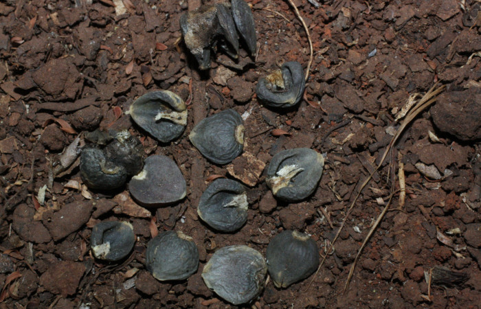Fig. 10 Semillas secas que permanecian debajo de la hojarasca <i>Aristolochia arborea</i></i> (Aristolochiaceae), Cañón Rio Mena Sector Del Oro, 13 de Abril 2018, Foto. Roster Moraga