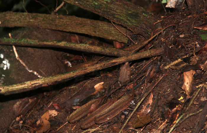 Fig. 11 Frutos de <i>Aristolochia arborea</i></i> (Aristolochiaceae), Cañón Rio Mena Sector Del Oro, 08 de Nov 2018, Foto. Roster Moraga