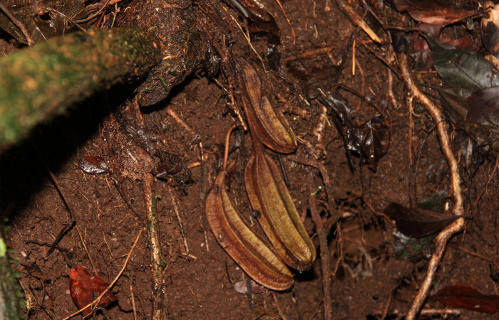 Fig. 12 Frutos de <i>Aristolochia arborea</i></i> (Aristolochiaceae), Cañón Rio Mena Sector Del Oro, 08 de Nov 2018, Foto. Roster Moraga