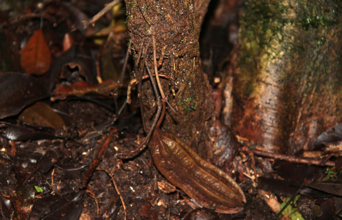 Fig. 13 Frutos de <i>Aristolochia arborea</i></i> (Aristolochiaceae), Cañón Rio Mena Sector Del Oro, 08 de Nov 2018, Foto. Roster Moraga