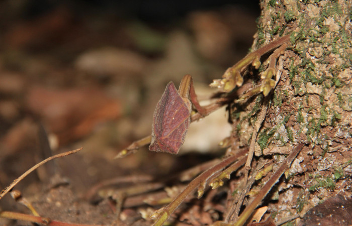 Fig. 15 Flor cerrada de <i>Aristolochia arborea</i></i> (Aristolochiaceae), Cañón Rio Mena Sector Del Oro, 10 de Marzo 2019, Foto. Roster Moraga