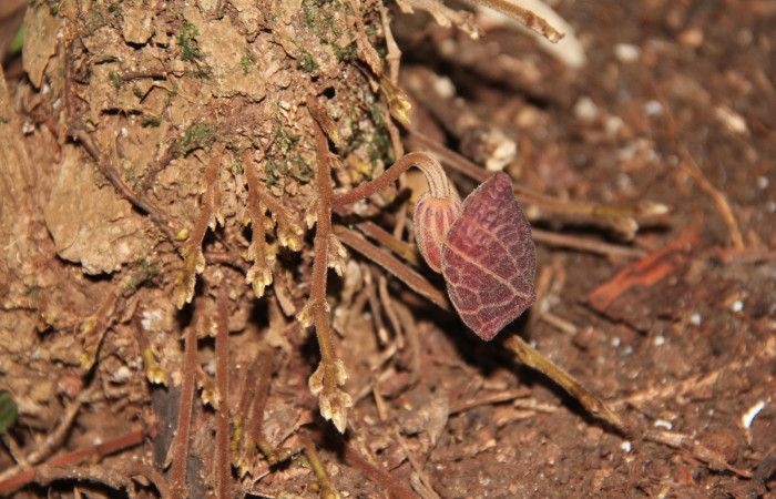 Fig. 16 Flor todavia cerrada de <i>Aristolochia arborea</i></i> (Aristolochiaceae), Cañón Rio Mena Sector Del Oro, 12 de Marzo 2019, Foto. Roster Moraga