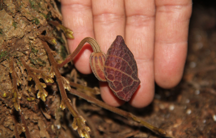 Fig. 17 Flor cerrada de <i>Aristolochia arborea</i></i> (Aristolochiaceae), Cañón Rio Mena Sector Del Oro, 12 de Marzo 2019, Foto. Roster Moraga