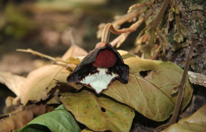 Fig. 18 Flor abierta de <i>Aristolochia arborea</i></i> (Aristolochiaceae), Cañón Rio Mena Sector Del Oro, 19 de Marzo 2019, Foto. Roster Moraga