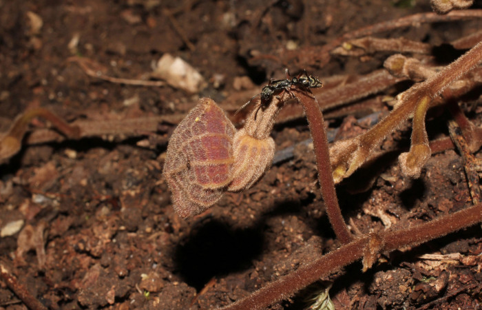 Fig. 19 Flor cerrada de <i>Aristolochia arborea</i></i> (Aristolochiaceae), Cañón Rio Mena Sector Del Oro, 27 de Marzo 2019, Foto. Roster Moraga