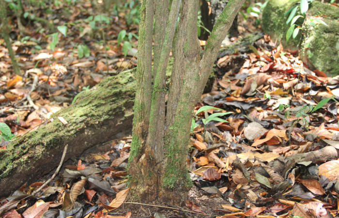 Fig.1 Arbusto que con el paso de los años varios retoños formaron una sola base de <i>Aristolochia arborea</i></i> (Aristolochiaceae). Cañón Rio Mena Sector Del Oro, 15 de Mayo 2019 Foto. Roster Moraga