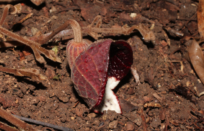 Fig. 20 Flor abierta de <i>Aristolochia arborea</i></i> (Aristolochiaceae), Cañón Rio Mena Sector Del Oro, 03 de Abril 2019, Foto. Roster Moraga
