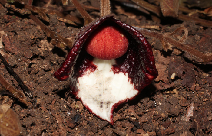 Fig. 21 Flor de <i>Aristolochia arborea</i></i> (Aristolochiaceae), con una hormiga chiquitilla caminando sobre el lóbulo abierto, Cañón Rio Mena Sector Del Oro, 03 de Abril 2019, Foto. Roster Moraga