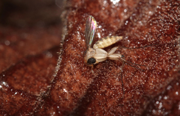 Fig. 22 Muestra de una mosca polinizadora de la flor <i>Aristolochia arborea</i></i> (Aristolochiaceae) 21 de Junio 2019, Cañón Rio Mena Sector Del Oro Foto. Roster Moraga