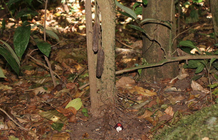 Fig. 23 Tallo de <i>Aristolochia arborea</i></i> (Aristolochiaceae), mostrando inflorescencias en desarrollo con una flor abierta y dos frutos viejos que todavian permanecian guindados sobre el tallo, Cañón Rio Mena Sector Del Oro, 03 de Abril 2019, Foto. Roster Moraga