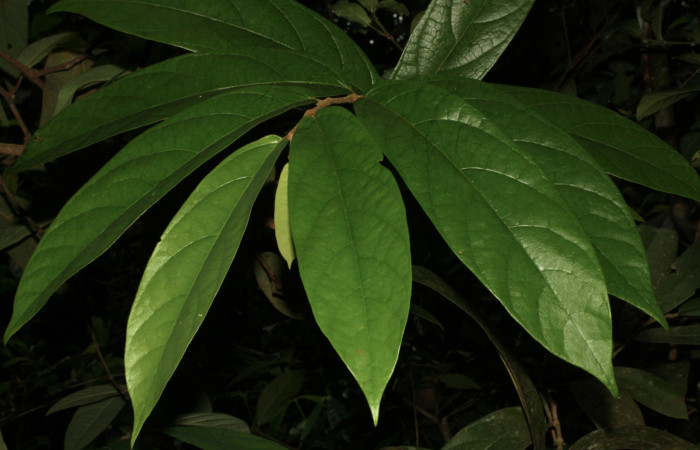 Fig. 2 Ramita de <i>Aristolochia arborea</i></i> (Aristolochiaceae) mostrando el as de las hojas, Cañón Rio Mena Sector Del Oro, 30 de Julio 2015 Foto. Roster Moraga