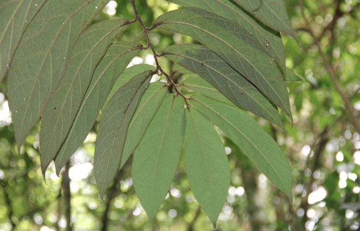 Fig. 3 Rama de <i>Aristolochia arborea</i></i> (Aristolochiaceae) mostrando parte del envés de las hojas, Cañón Rio Mena Sector Del Oro, 15 de Mayo 2019 Foto. Roster Moraga