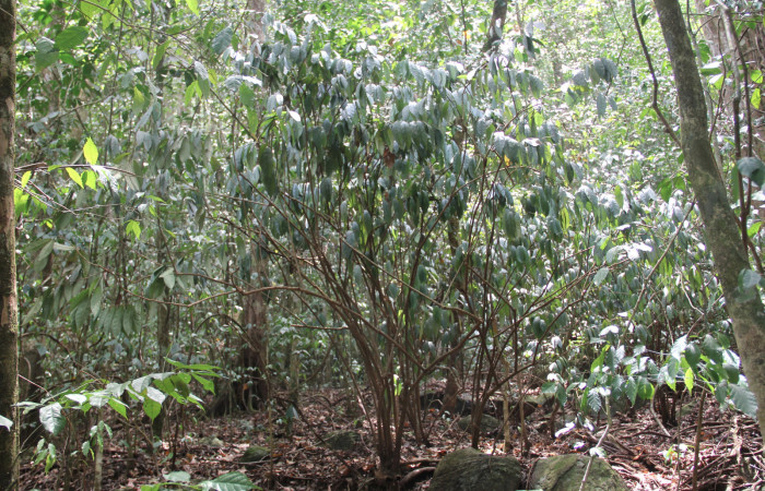 Fig. 4 Grupos de <i>Aristolochia arborea</i></i> (Aristolochiaceae) Cañón Rio Mena Sector Del Oro, 15 de Mayo 2019 Foto. Roster Moraga