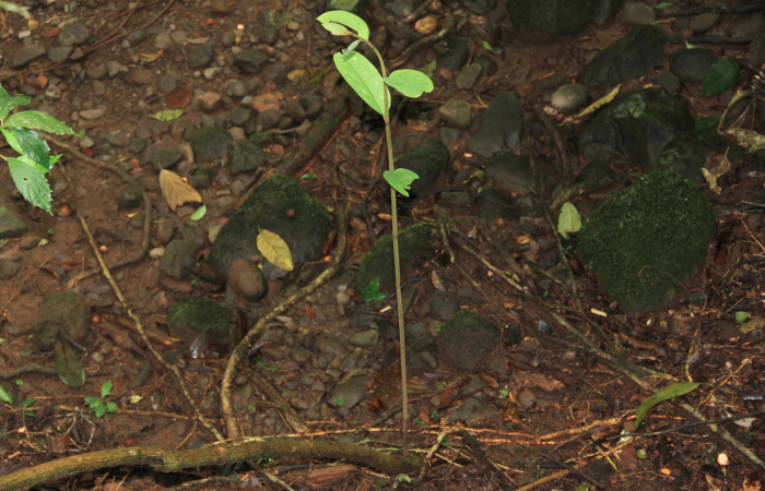 Fig. 5 Tallo caido de <i>Aristolochia arborea</i></i> (Aristolochiaceae), formando otro desde su base, Cañón Rio Mena Sector Del Oro, 13 de Noviembre 2018 Foto. Roster Moraga