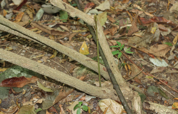 Fig. 6 <i>Aristolochia arborea</i></i> (Aristolochiaceae), produciendo otro retoño desde una base producida por una rama vieja caida al suelo, Cañón Rio Mena Sector Del Oro, 13 de Noviembre 2018 Foto. Roster Moraga