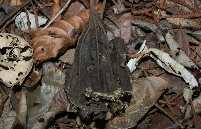 Fig. 7 Fruto seco de <i>Aristolochia arborea</i></i> (Aristolochiaceae), Cañón Rio Mena Sector Del Oro, 13 de Abril 2018, Foto. Roster Moraga