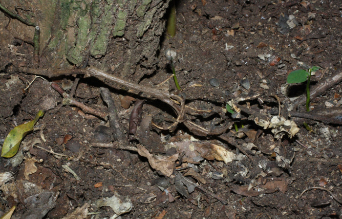 Fig. 9 Fruto descompuesto todavía pegado a la base de <i>Aristolochia arborea</i></i> (Aristolochiaceae), Cañón Rio Mena Sector Del Oro, 13 de Abril 2018, Foto. Roster Moraga