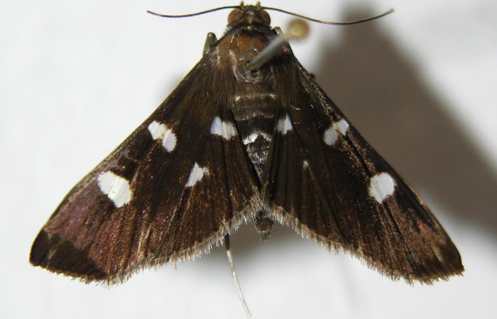 Figura 1. <i>Desmia octomaculalis</i></i> (Crambidae). Adulto hembra vista dorsal 00-SRNP-11305-DHJ345630.jpg.
