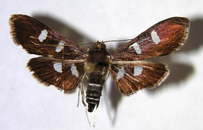 Figura 12. Adulto hembra de <i>Desmia octomaculalis</i></i> (Crambidae), vista dorsal. Voucher 00-SRNP-1339-DHJ370930.jpg.