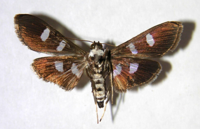 Figura 13. Adulto hembra de <i>Desmia octomaculalis</i></i> (Crambidae), vista ventral. Voucher 00-SRNP-1339-DHJ370931.jpg.