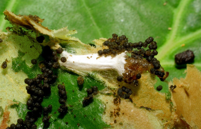 Figura 4. <i>Papanteles</i></i> Whitfield04 (Braconidae), parásito de <i>Desmia octomaculalis</i></i> (Crambidae). Voucher 06-SRNP-32878-DHJ415975.jpg.