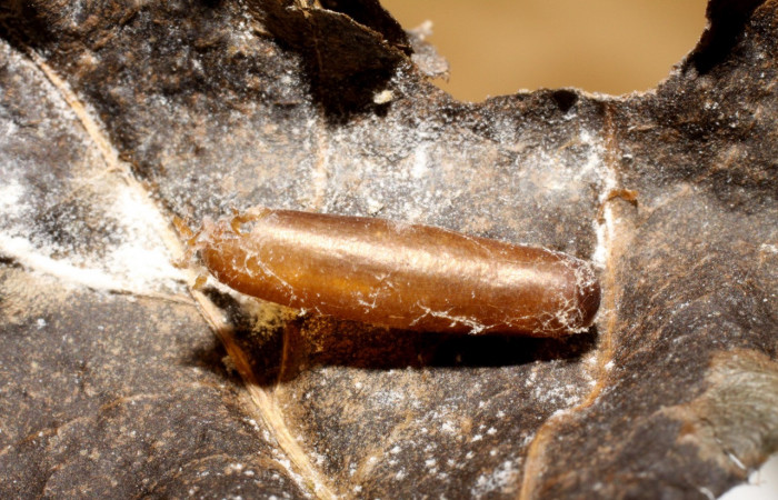 Figura 5. <i>Meniscomorpha astrema</i></i> (Ichneumonidae), parásito de <i>Desmia octomaculalis</i></i> (Crambidae). Voucher 06-SRNP-36570-DHJ469256.jpg.