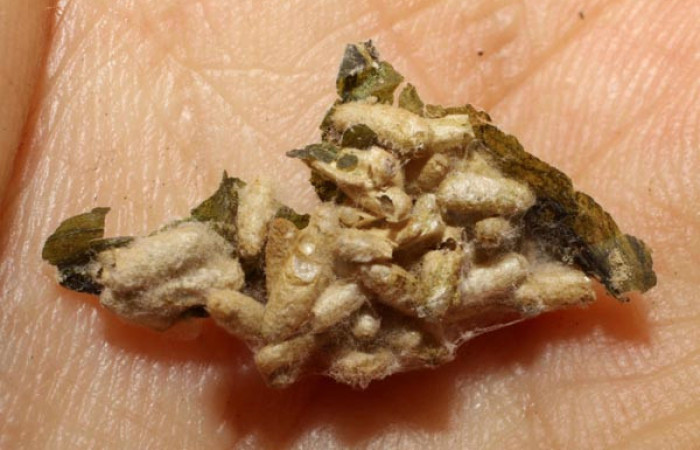 Figura 8. Capullos <i>Apanteles gloriasihezarae</i></i> (Braconidae), parásito ya eclosionado de <i>Desmia octomaculalis</i></i> (Braconidae). Voucher 09-SRNP-2963-DHJ476218.jpg.