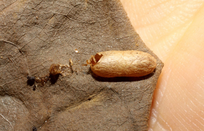 Figura 6. <i>Hyposoter</i></i> INB-13 (Ichneumonidae), parásito ya eclosionado de <i>Desmia octomaculalis</i></i> (Crambidae). Voucher 09-SRNP-32577-DHJ470040.jpg.