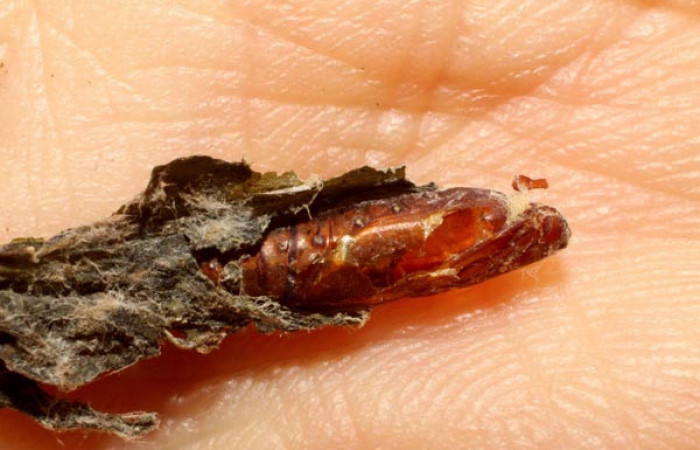 Figura 7. <i>Leurus discus</i></i> (Ichneumonidae), parásito ya eclosionado en resto de pupa de <i>Desmia octomaculalis</i></i> (Crambidae). Voucher 09-SRNP-5555-DHJ476338.jpg.