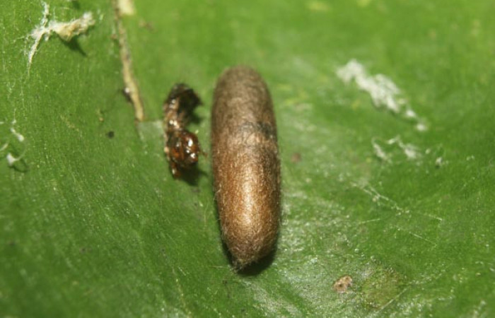 Figura 9. <i>Eiphosoma</i></i> (Ichneumonidae) parásito de <i>Desmia octomaculalis</i></i> (Crambidae). Voucher 14-SRNP-70948-DHJ723236.jpg.