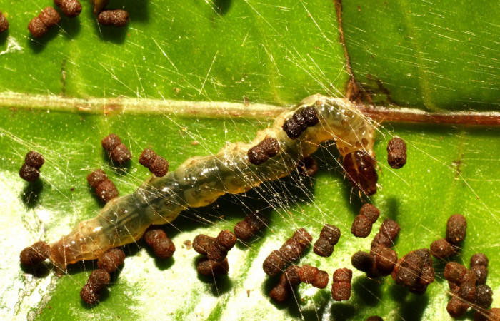 Figura 3. <i>Desmia octomaculalis</i></i> (Crambidae), posición dorsal, penúltimo estadio. Gongora Sendero Fosa. Voucher 17-SRNP-35590-DHJ734486.jpg.