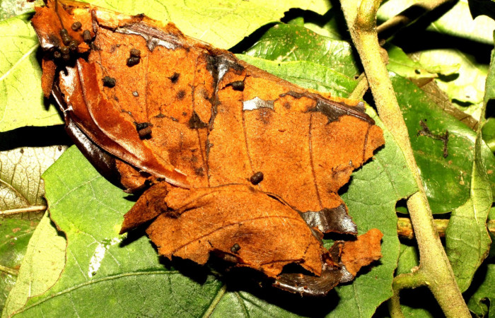 Figura 11. Prepupa de <i>Desmia octomaculalis</i></i> (Crambidae.) Gongora Sendero Fosa. Voucher 17-SRNP-35590-DHJ734564.jpg.   