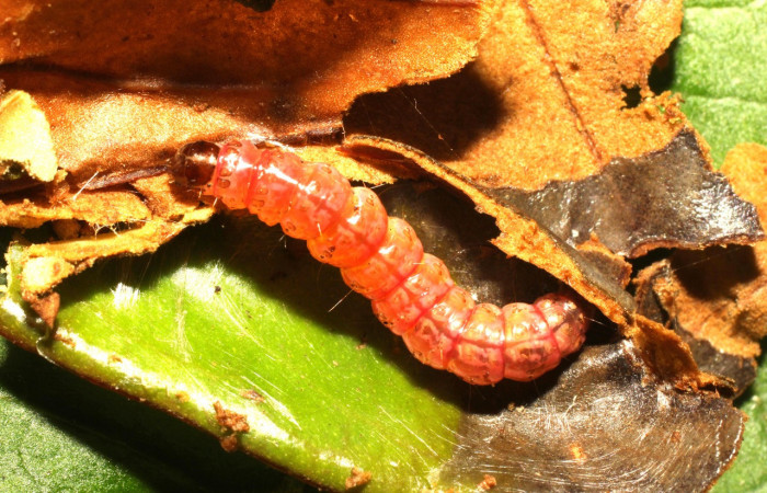 Figura 10. Prepupa de <i>Desmia octomaculalis</i></i> (Crambidae). Gongora Sendero Fosa. Voucher 17-SRNP-35590-DHJ734566.jpg.