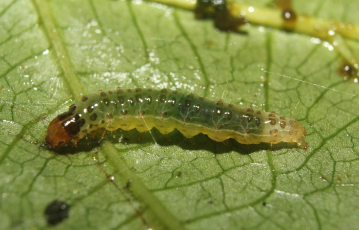 Figura 2. <i>Desmia octomaculalis</i></i> (Crambidae), posición lateral, penúltimo estadio. Estación Quica, Sendero Manguero. Voucher 18-SRNP-71222-DHJ742511.jpg.