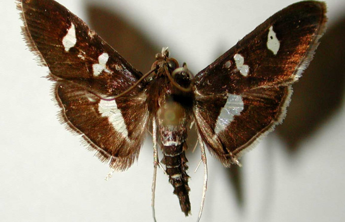 Figura 16. Adulto de <i>Desmia julialis</i></i> (Crambidae), vista ventral. Voucher 81-SRNP-309-DHJ33424.jpg