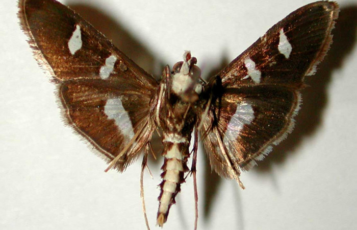 Figura 17. Adulto de <i>Desmia julialis</i></i> (Crambidae), vista dorsal. Voucher 81-SRNP-309-DHJ33425.jpg