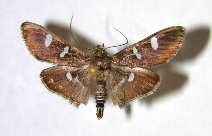 Figura 14. Adulto macho de <i>Desmia octomaculalis</i></i> (Crambidae), vista dorsal. Voucher 97-SRNP-1657-DHJ370986.jpg.