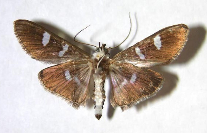 Figura 15. Adulto macho de <i>Desmia octomaculalis</i></i> (Crambidae), vista ventral. Voucher 97-SRNP-1657-DHJ370987.jpg.